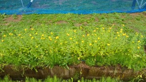 IMG_20170704_162944